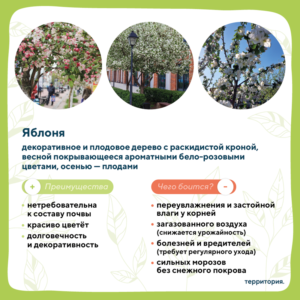 атлас растений 3_9.png