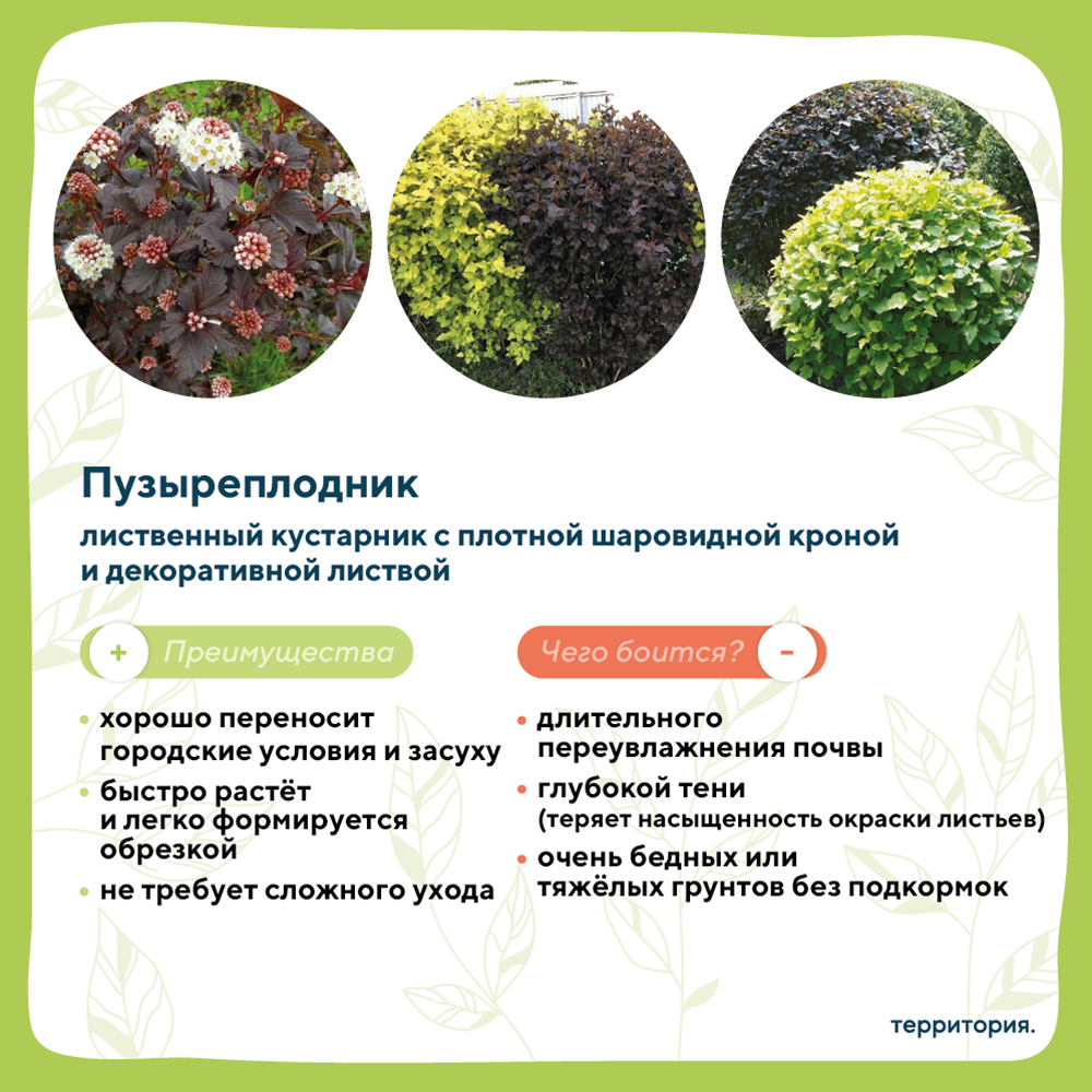 атлас растений 3_6.png