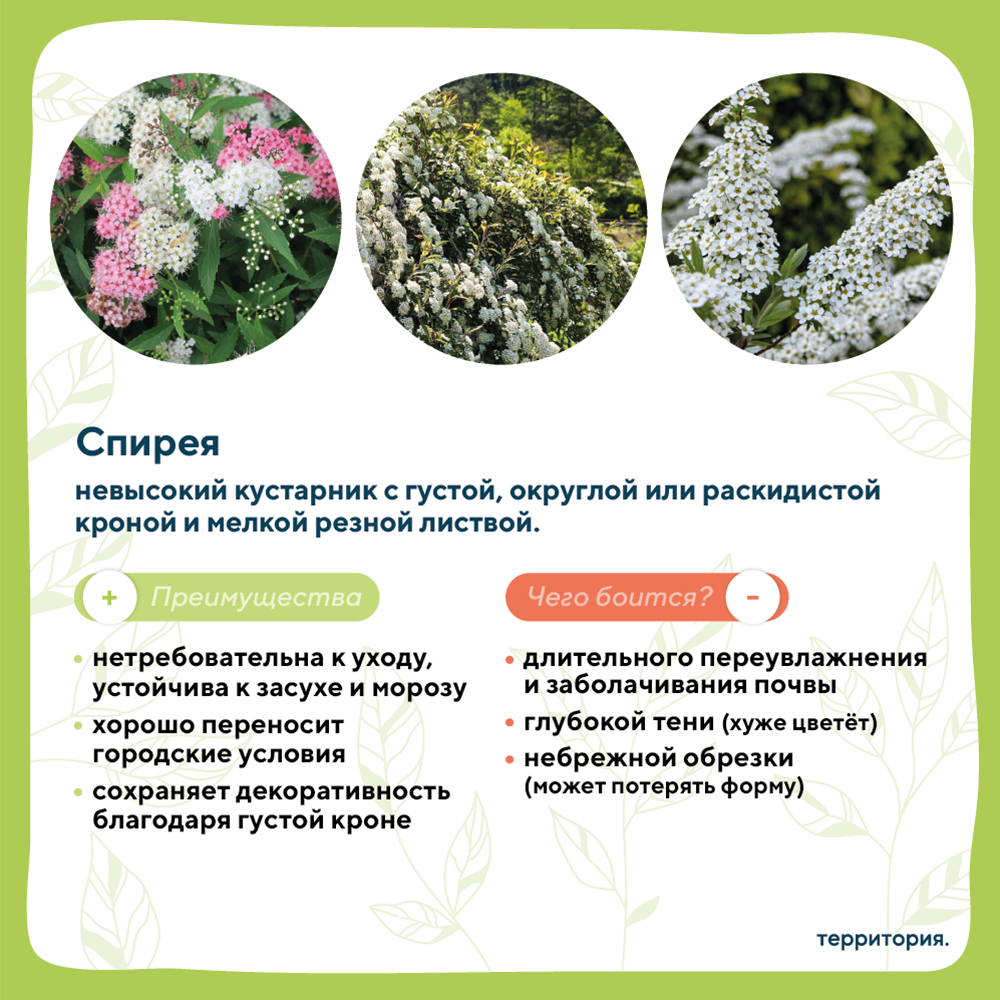 атлас растений 3_8.png